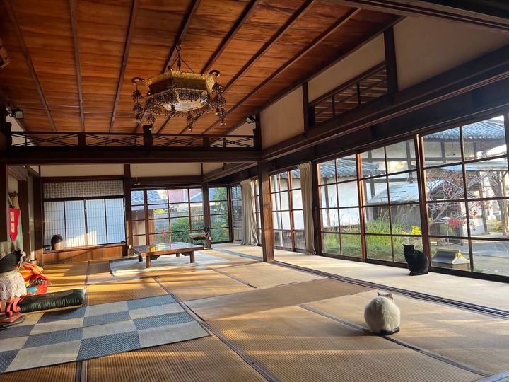 松壽山不徹寺の看板猫