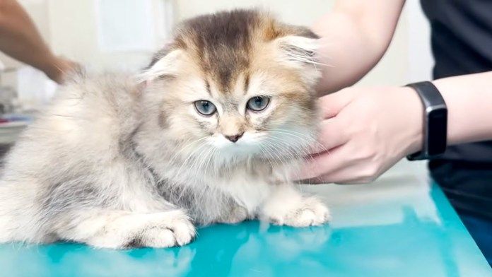 診察される子猫