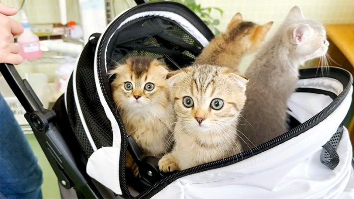 初めて動物病院に行った子猫達