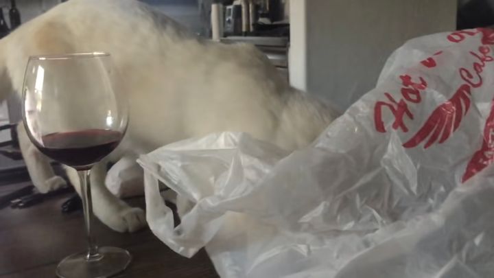 袋と見れば入りたくなる白き猫、グラスを割らずに意外な展開