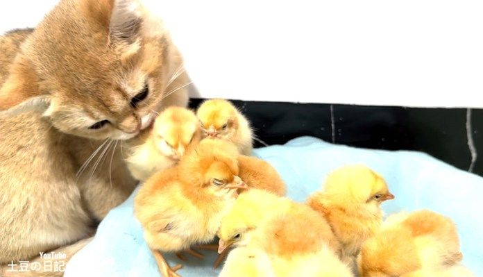 ヒヨコの世話をする子猫