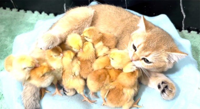 ヒヨコと一緒に過ごす子猫