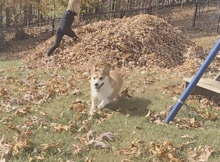 ズボッ！ 落ち葉の山に突っ込んでいく犬さんがものすごく楽しそう！