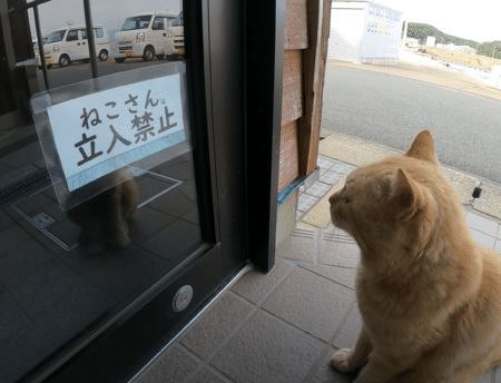 「立入禁止」の張り紙に納得できない様子の猫さん。