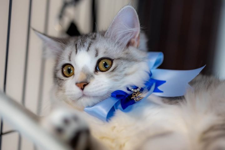 足長マンチカンのりくくん