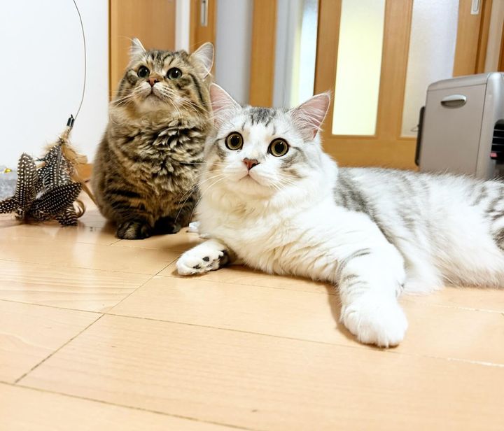 マンチカンのそら君＆りく君