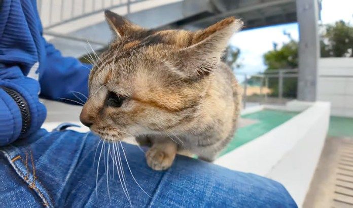 膝の上に乗る猫