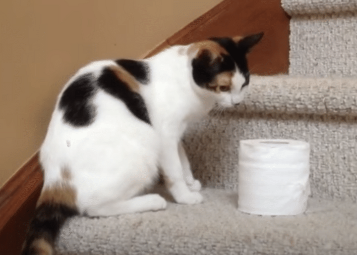 トイレットペーパーにハマっている猫さん、いつでもどこでも持ち歩き！