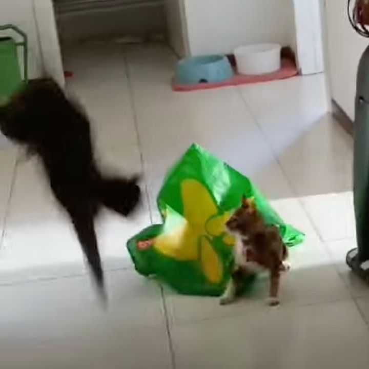 いそいそと緑のバッグを狙うキジトラ、先客気づかず驚愕ジャンプ