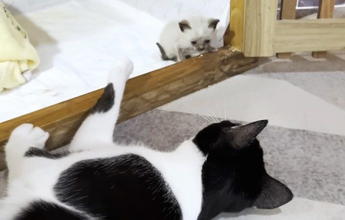 子猫が気になる先住猫