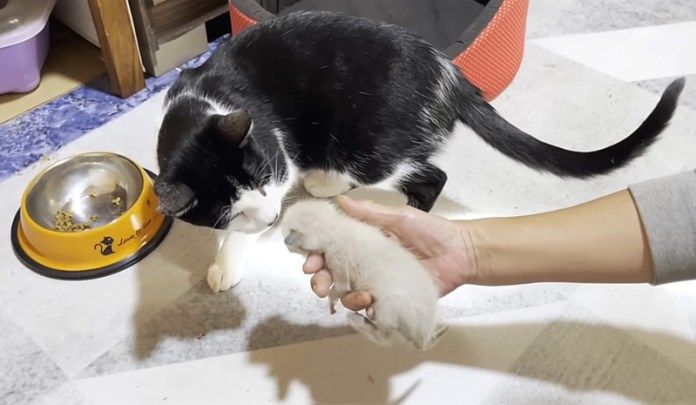 子猫が気になる先住猫