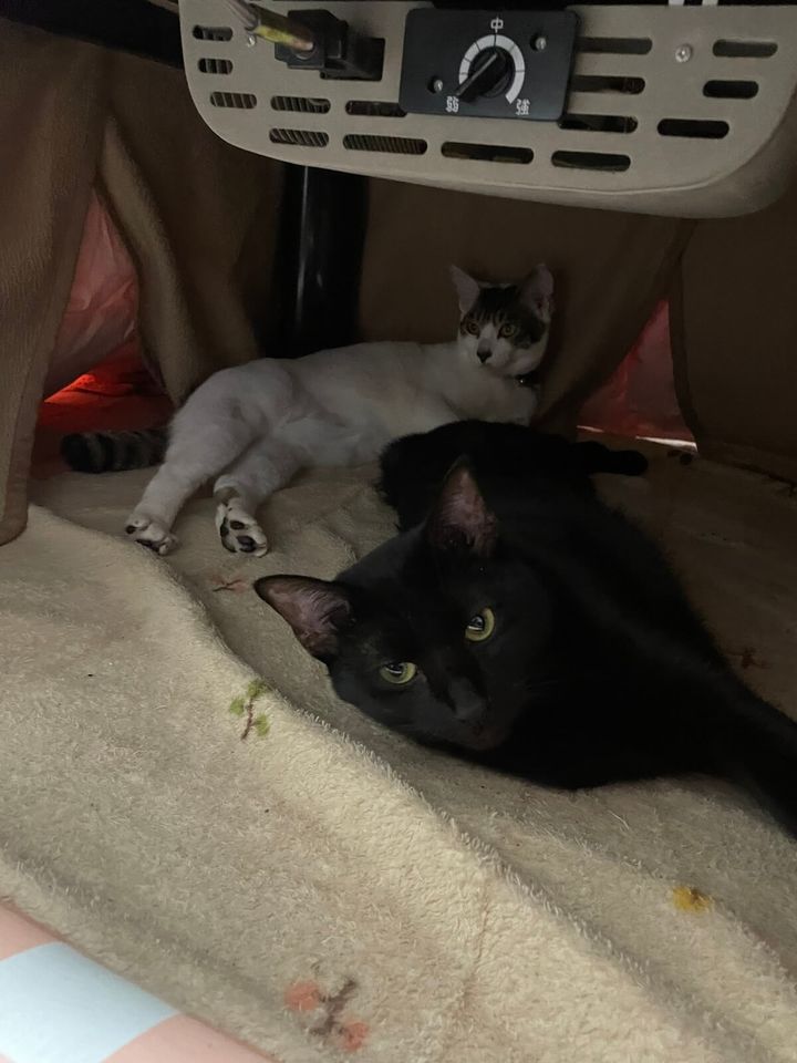 コタツでくつろぐ白猫＆黒猫