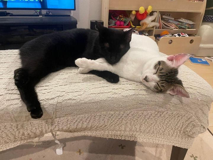 一緒に抱き合って眠る仲良し猫のロイくん＆ロンくん