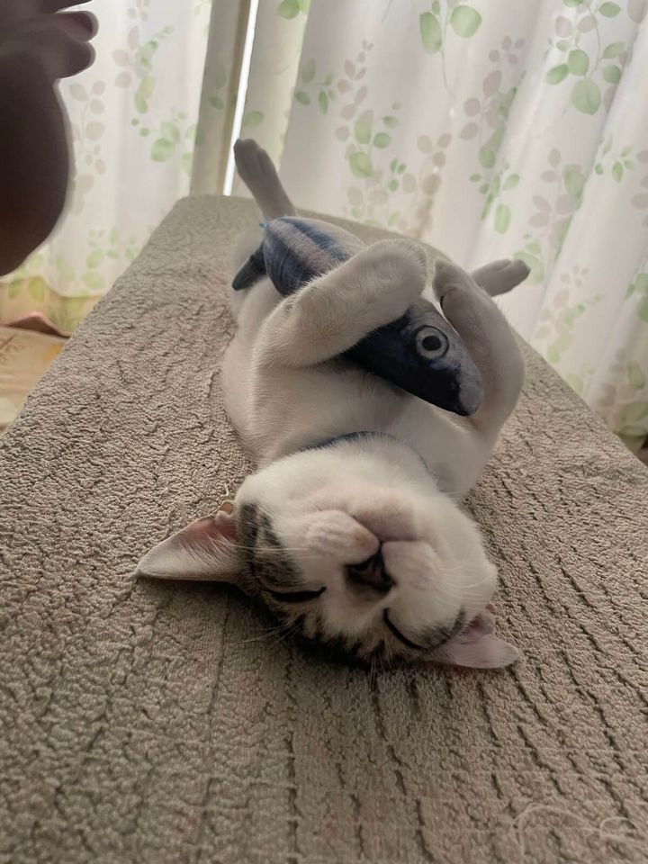 魚のぬいぐるみを抱えてへそ天する猫のロイくん