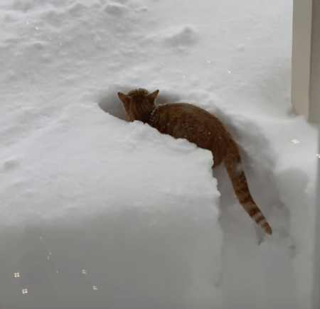 積もった雪にダイブする猫！ 雪かき、穴掘り、楽しみが尽きない♪