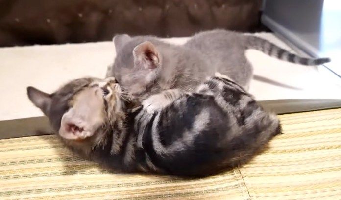 プロレスごっこをする子猫達