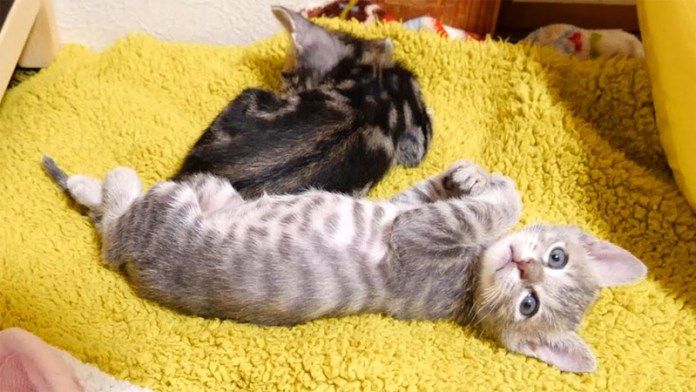 ご飯の時間に起こされた子猫