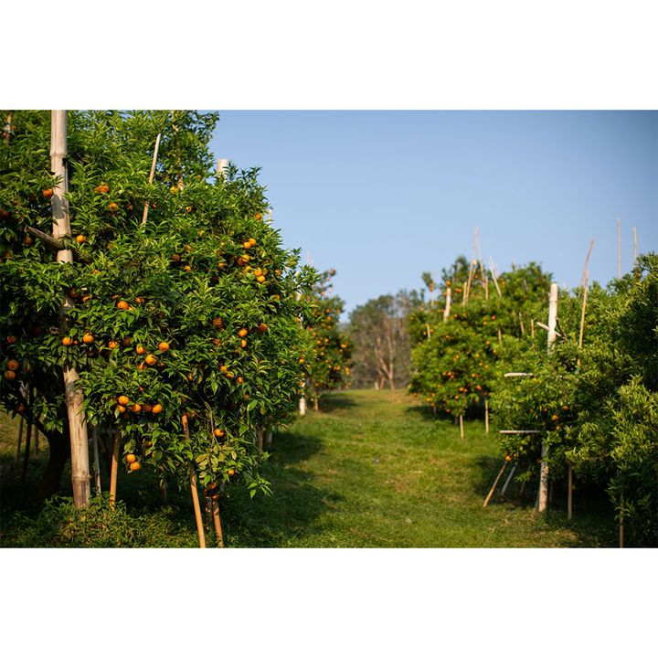 農園は標高が高いメーアイ地区