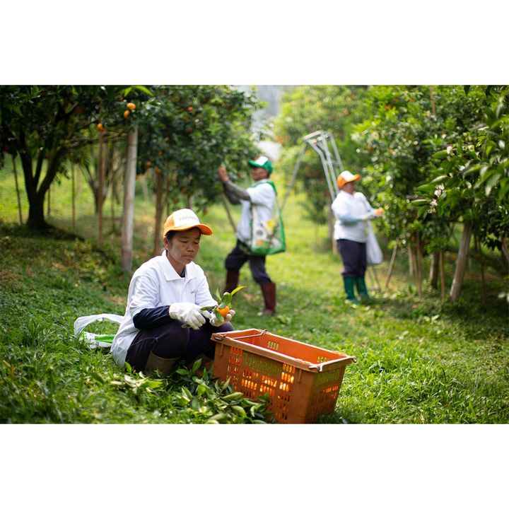 オレンジの収穫