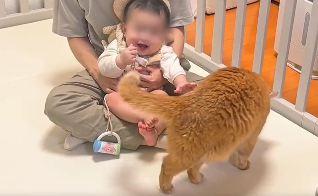 赤ちゃんのグズる声を聞いた兄ネコ。驚きの超速反応