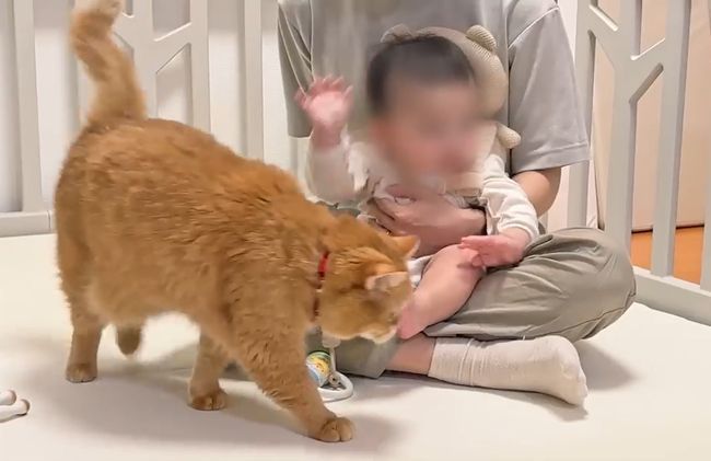 赤ちゃんのグズる声を聞いた兄ネコ。驚きの超速反応