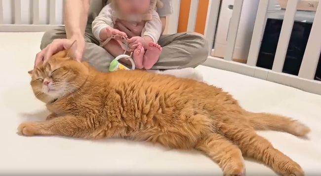 赤ちゃんのグズる声を聞いた兄ネコ。驚きの超速反応