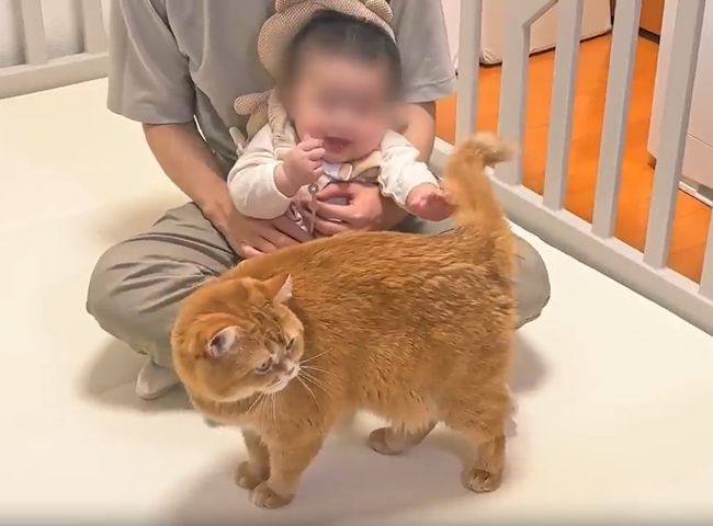 赤ちゃんのグズる声を聞いた兄ネコ。驚きの超速反応