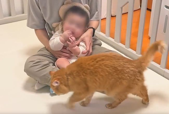 赤ちゃんのグズる声を聞いた兄ネコ。驚きの超速反応