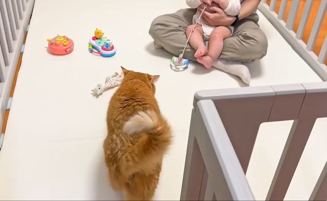 赤ちゃんのグズる声を聞いた兄ネコ。驚きの超速反応