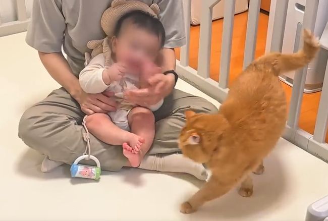 赤ちゃんのグズる声を聞いた兄ネコ。驚きの超速反応