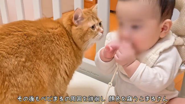 赤ちゃんのグズる声を聞いた兄ネコ。驚きの超速反応