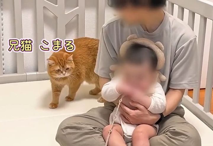 赤ちゃんのグズる声を聞いた兄ネコ。驚きの超速反応