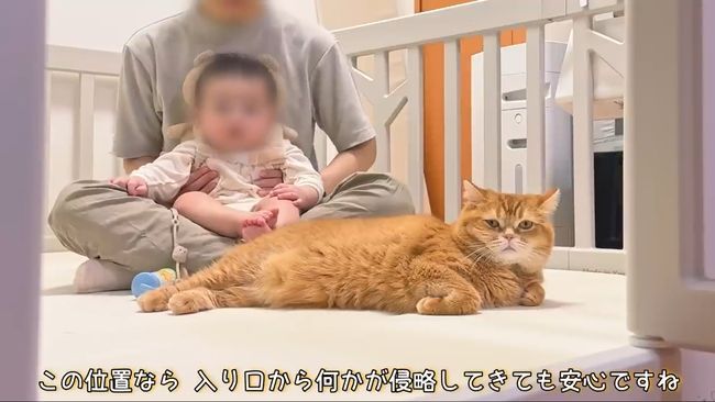 赤ちゃんのグズる声を聞いた兄ネコ。驚きの超速反応