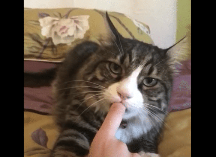 「眠りにつくまでチュウチュウ」指をくわえていないと眠れない猫さん。