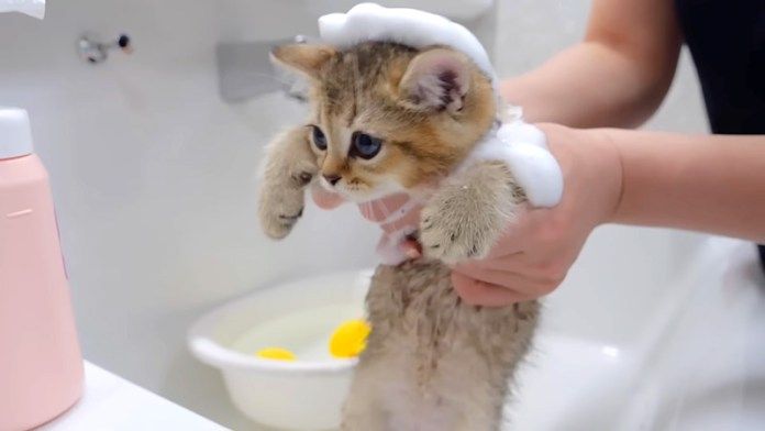シャンプーされる子猫
