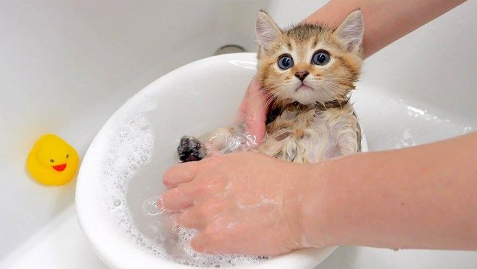 お風呂に入る子猫