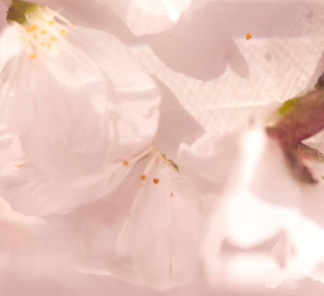 SHIROのさくら219