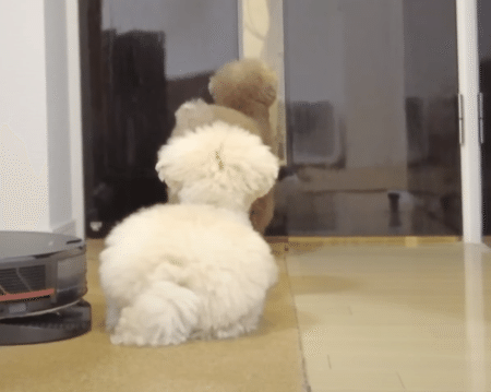 久しぶりに飼い主さんが髪を切ったら、愛犬がザワザワ！ 反応が面白かった。