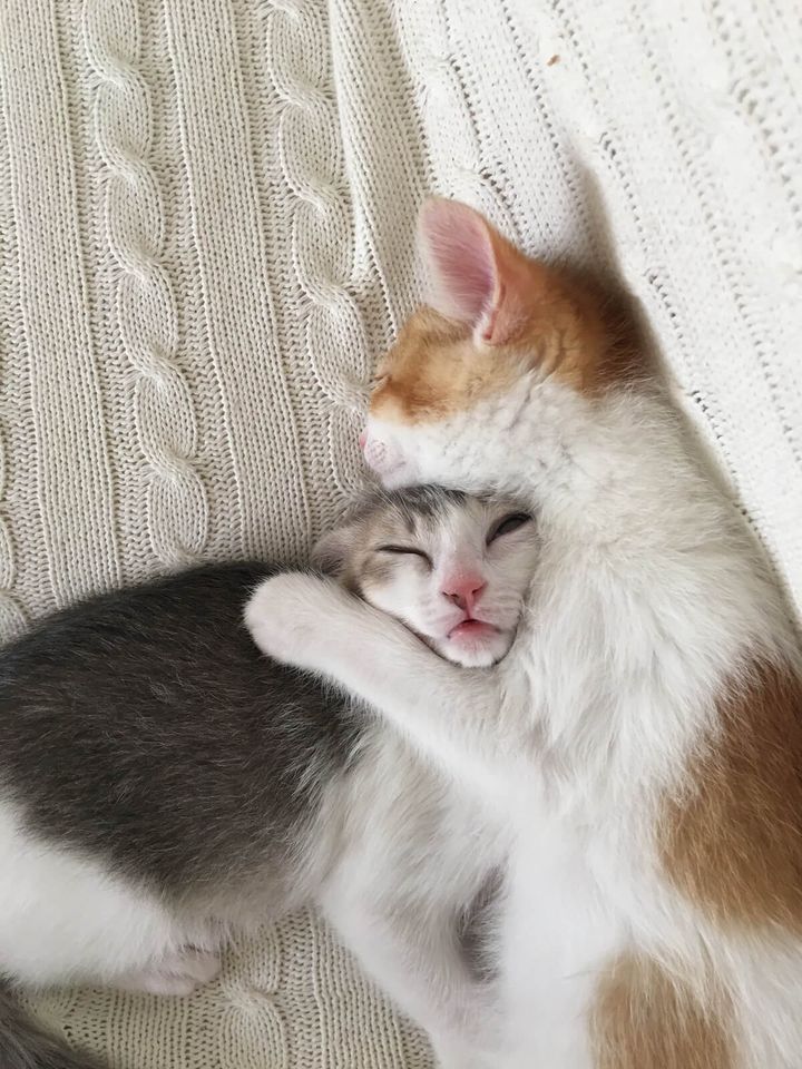 一緒に寝る仲良し猫のアメカヌちゃん