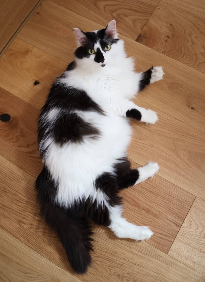 黒白長毛猫のそらくん