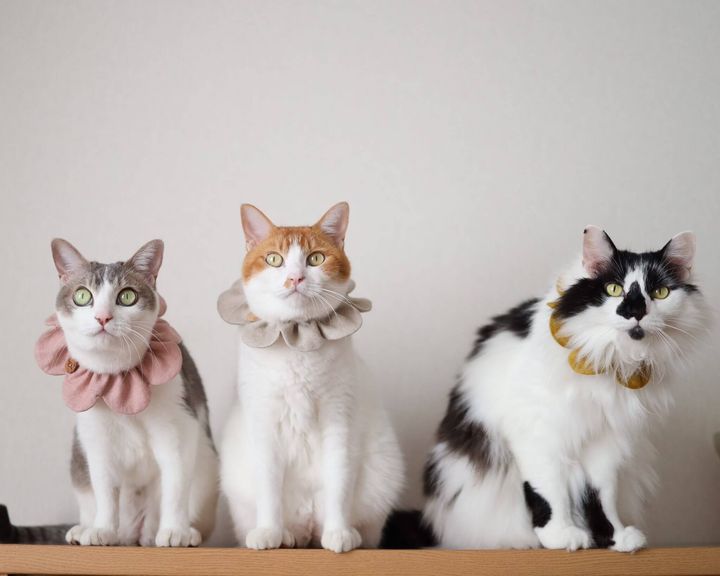 人気猫のアメカヌちゃんとそらくん