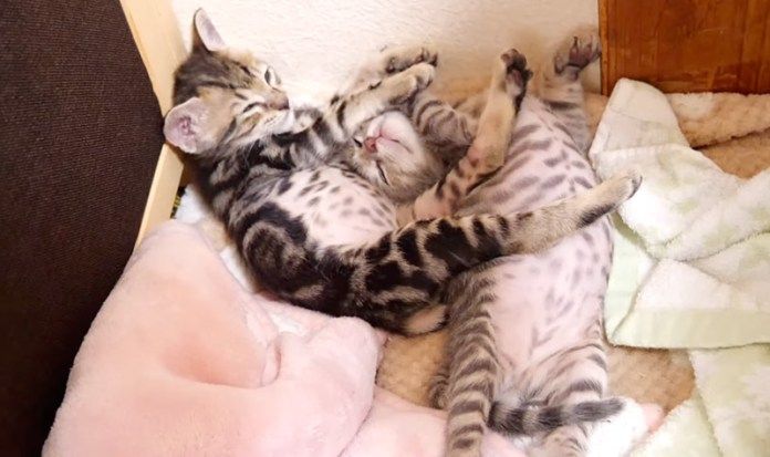 ヘンテコポーズで眠る子猫達
