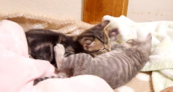じゃれ合う子猫達