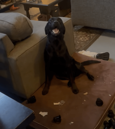 犬「仕上がりには自信があります♪」イタズラして誇らしげな顔！