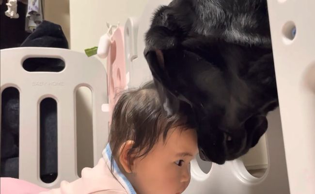 赤ちゃんがベビーサークルで泣いていると、まさかの神対応