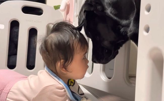 赤ちゃんがベビーサークルで泣いていると、まさかの神対応