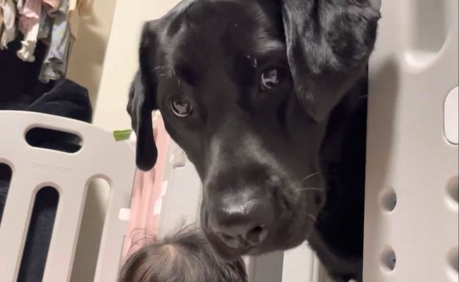 赤ちゃんがベビーサークルで泣いていると、まさかの神対応