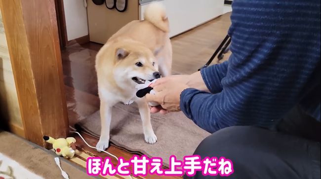 人見知りベビーが帰省で大号泣！じいじ・ばあばはどうする？