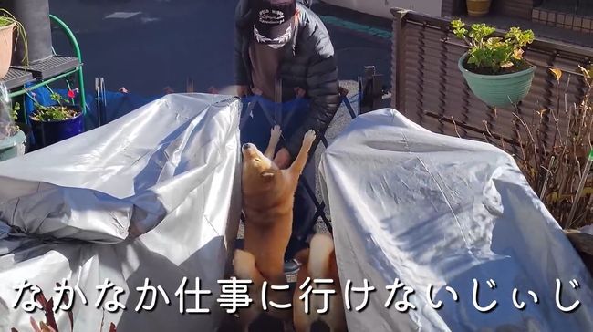 人見知りベビーが帰省で大号泣！じいじ・ばあばはどうする？