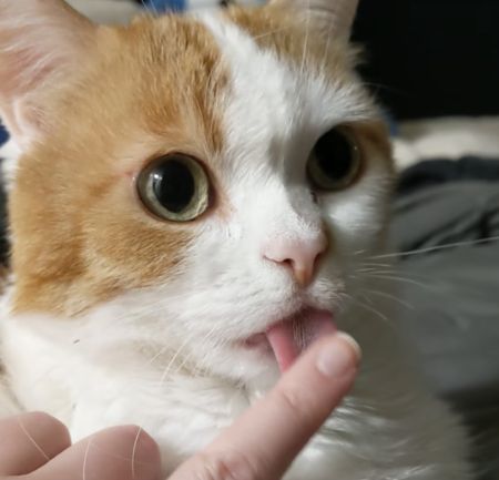 しまい忘れ にしてはちょっと出過ぎ！ ペロっと舌がでちゃう猫さん。